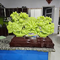 QUYỀN TRƯỢNG NHƯ Ý CÁT TƯỜNG